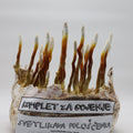 Komplet za gojenje - Reishi - svetlikava pološčenka - ganoderma lucidum - Gobnjak
