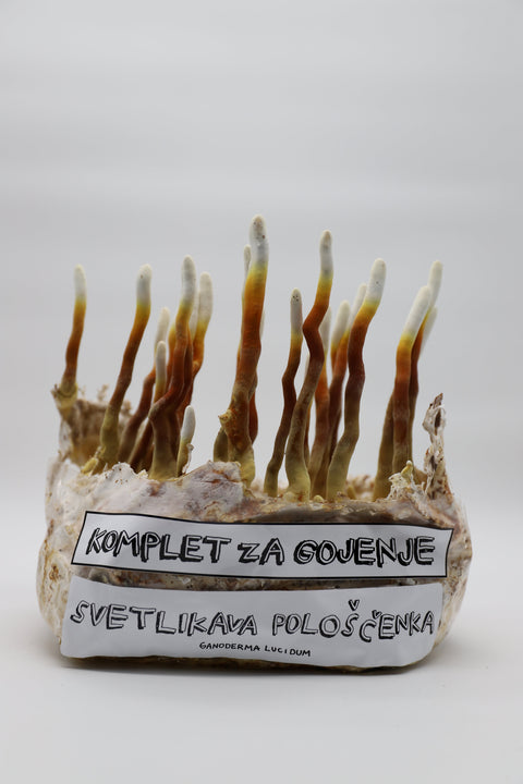 Komplet za gojenje - Reishi - svetlikava pološčenka - ganoderma lucidum - Gobnjak