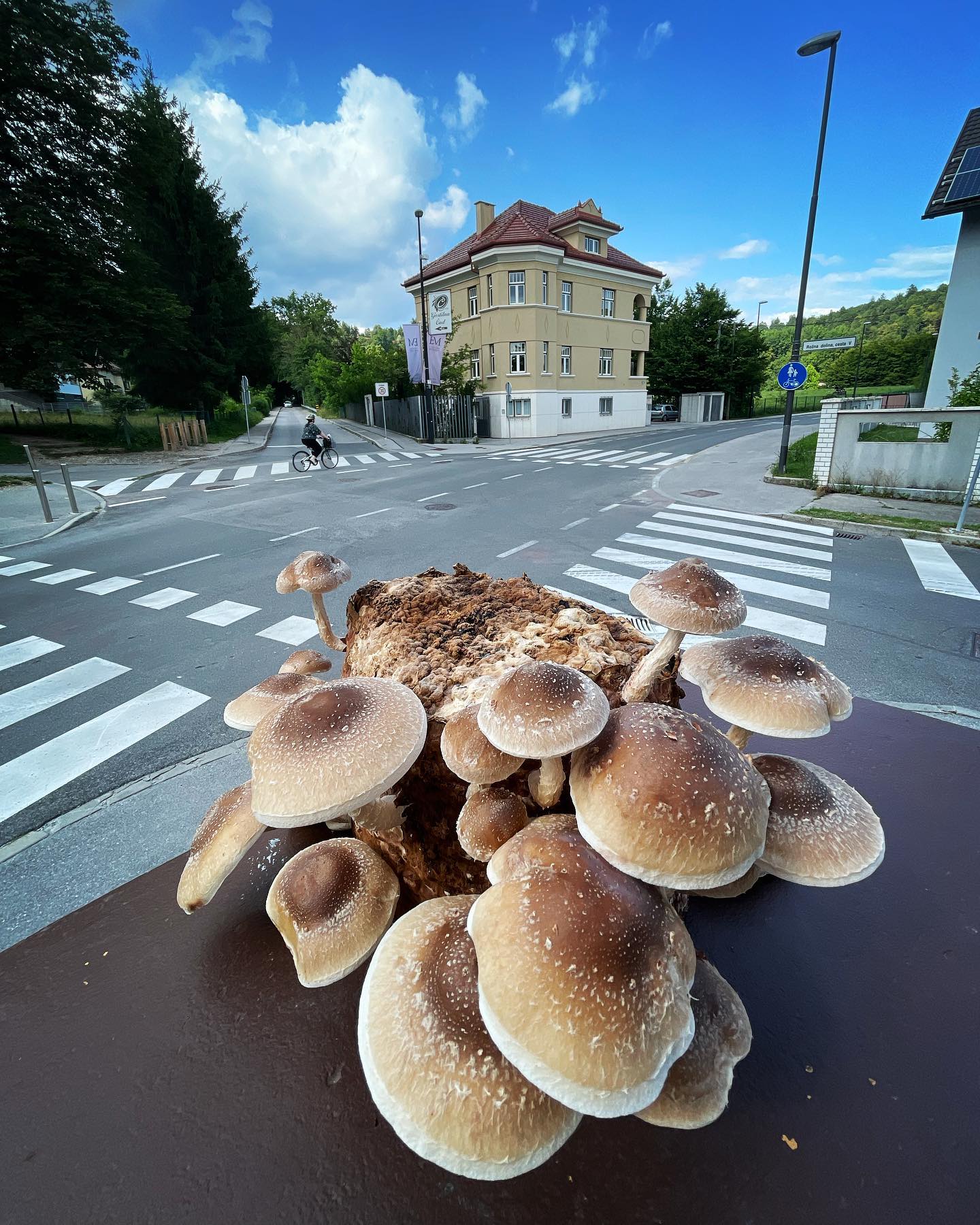 Komplet za gojenje gob - Šitake - lentinula edodes- Gobnjak