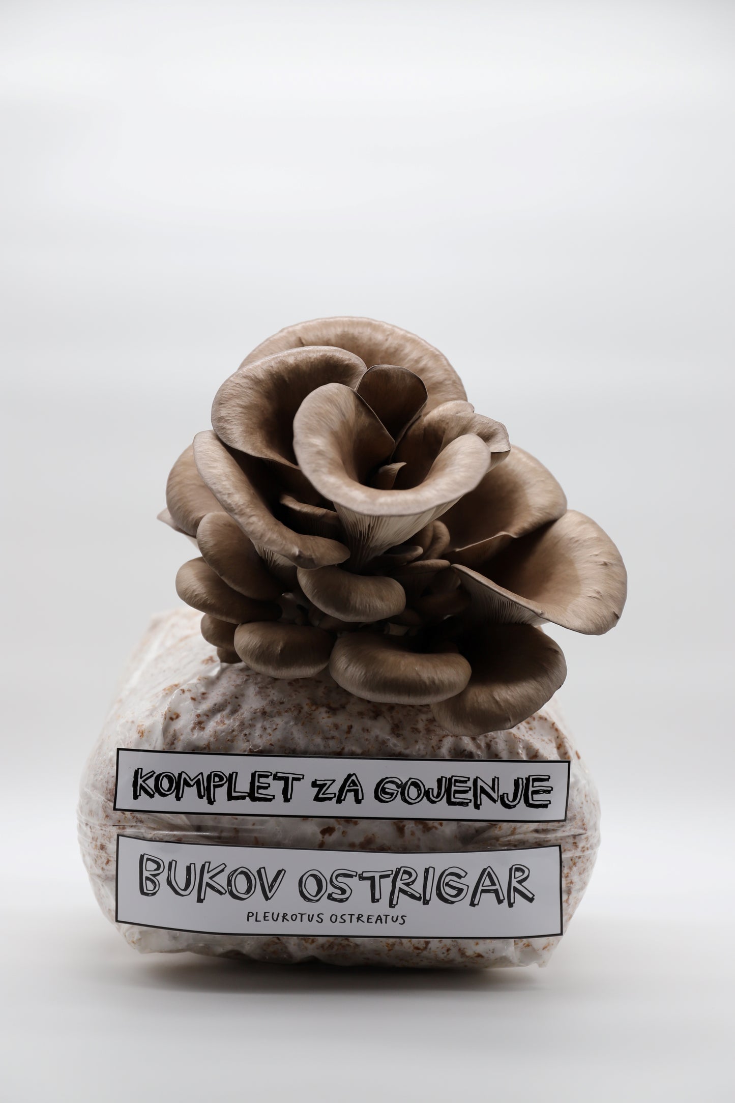 Komplet za gojenje gob - Bukov ostrigar - pleurotus ostreatus - Gobnjak