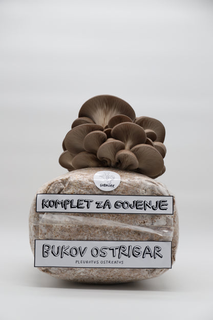Komplet za gojenje gob - Bukov ostrigar - pleurotus ostreatus - Gobnjak