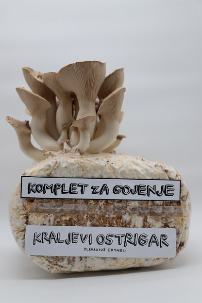 Komplet za gojenje - Kraljevi ostrigar - Gobnjak