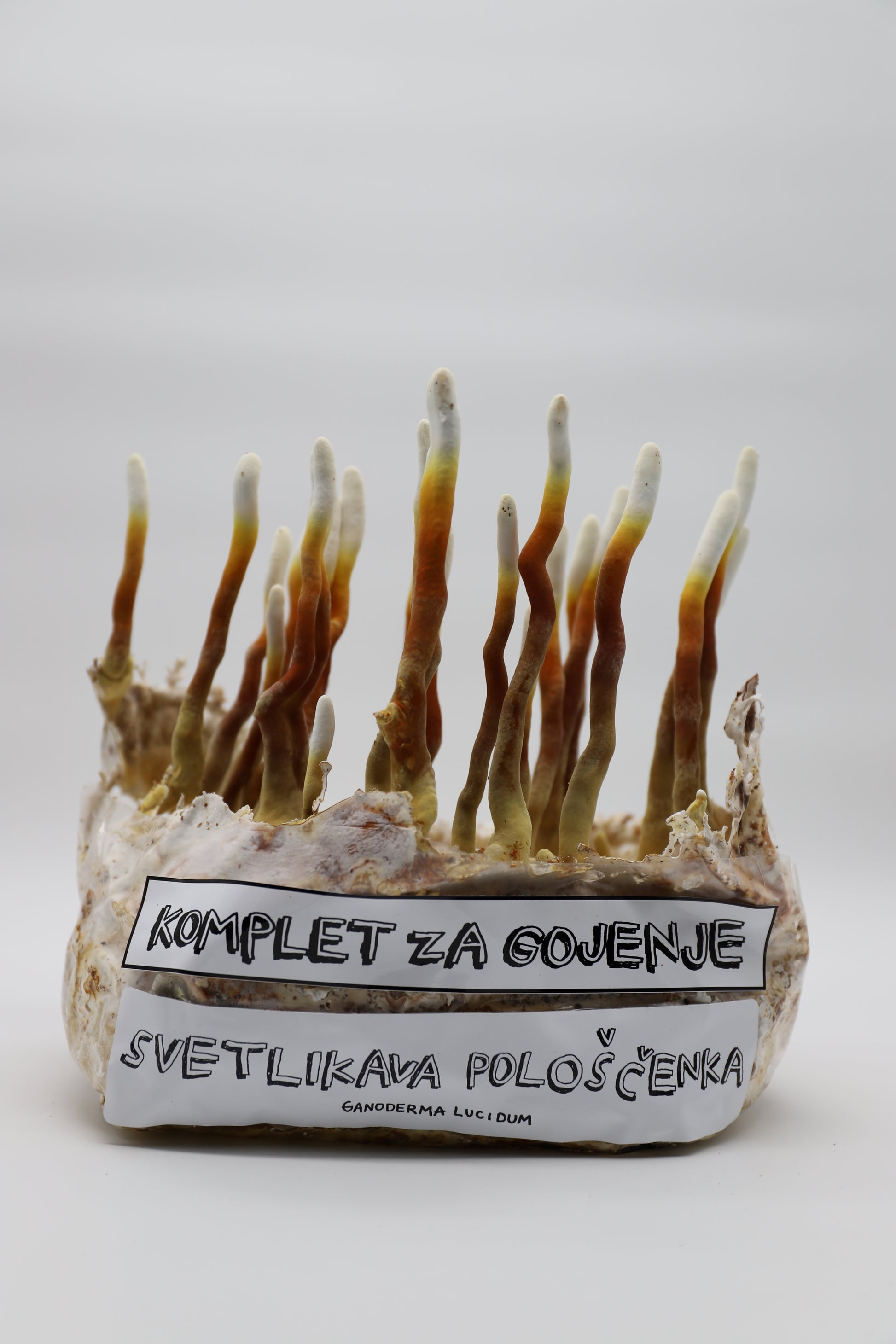 Komplet za gojenje - Reishi - svetlikava pološčenka - ganoderma lucidum - Gobnjak
